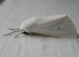Virginian Ermine